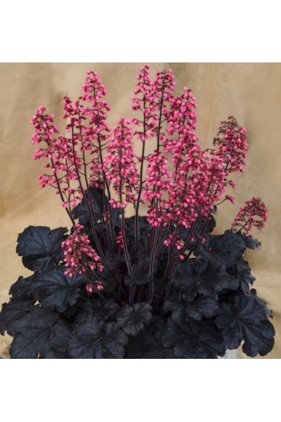 Гейхера ‘Таймлес Найт’ з рожевими суцвіттями